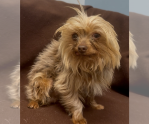 Mutt Dogs for adoption in Weston, FL, USA