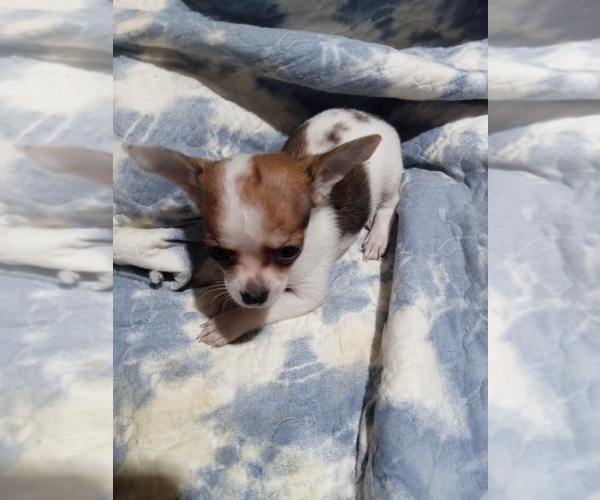 Medium Photo #15 Chihuahua Puppy For Sale in SHALLOTTE, NC, USA