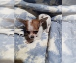 Small Photo #15 Chihuahua Puppy For Sale in SHALLOTTE, NC, USA