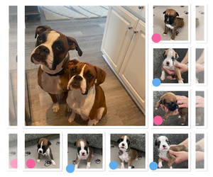 Boxer Puppy for sale in SWARTZ CREEK, MI, USA