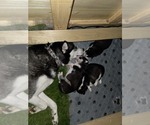 Small #19 Siberian Husky