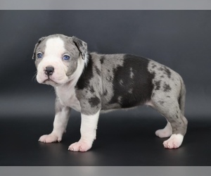 American Bully Puppy for sale in CHAMPAIGN, IL, USA