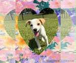 Small #1 Jack Russell Terrier