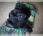 Small Photo #3 Labrador Retriever Puppy For Sale in WOODLAND, WA, USA