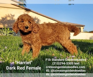 Goldendoodle-Poodle (Standard) Mix Puppy for Sale in BREA, California USA