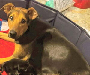 Medium Doberman Pinscher Mix