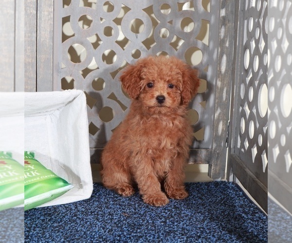 Medium Photo #3 Poodle (Miniature) Puppy For Sale in MOUNT VERNON, OH, USA