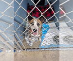 Small Photo #2 Staffordshire Bull Terrier-Unknown Mix Puppy For Sale in Caldwell, NJ, USA