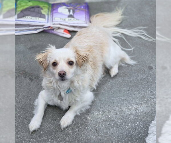 Medium Photo #5 Dameranian Puppy For Sale in Chino Hills, CA, USA