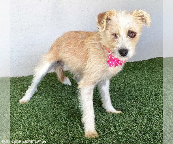 Medium Photo #2 Mutt Puppy For Sale in San Diego, CA, USA