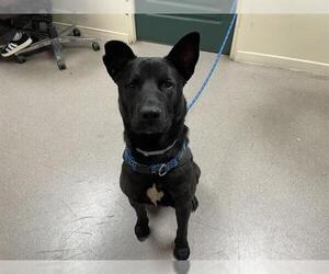 Labrador Retriever Dogs for adoption in Pasadena, CA, USA