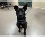 Small Labrador Retriever