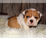 Small Photo #29 English Bulldog Puppy For Sale in VERONA, MO, USA