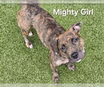 Small #1 American Pit Bull Terrier