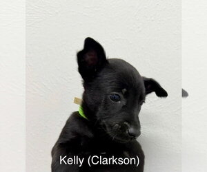 Mutt Dogs for adoption in Imlay City, MI, USA