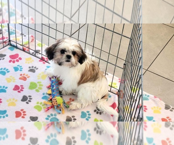 Medium Photo #11 Shih Tzu Puppy For Sale in ORO VALLEY, AZ, USA