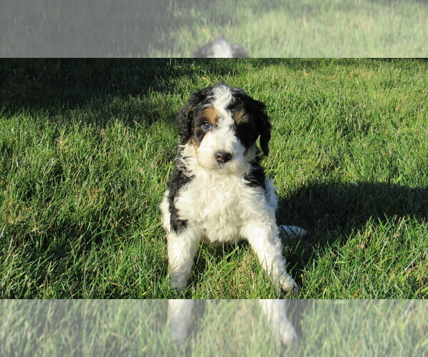 Medium Photo #4 Bernedoodle Puppy For Sale in BIG ROCK, IL, USA