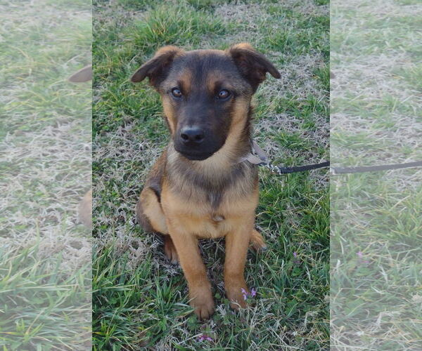 Medium Photo #3 Feist Terrier-German Shepherd Dog Mix Puppy For Sale in Cookeville, TN, USA