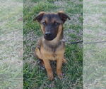 Small #2 Feist Terrier-German Shepherd Dog Mix