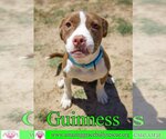 Small Photo #6 English Boston Bulldog Puppy For Sale in Pensacola, FL, USA
