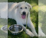 Small #3 Labrador Retriever-Wheaten Terrier Mix