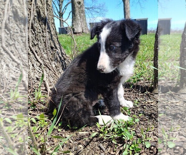 Medium Photo #3 Border Collie Puppy For Sale in NORBORNE, MO, USA