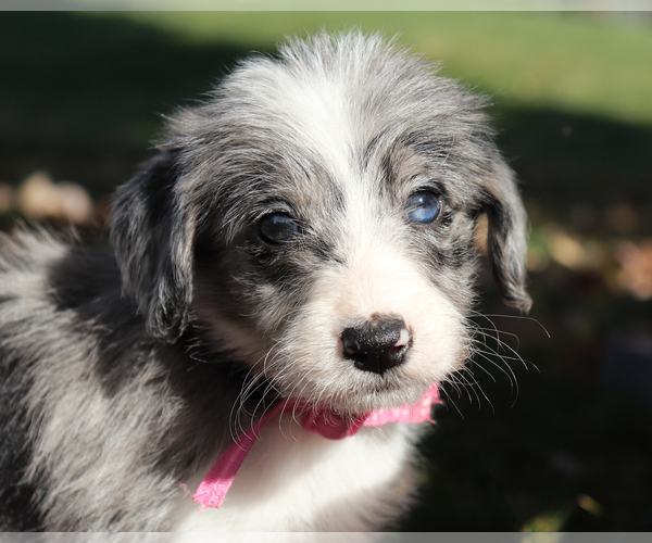 Medium Photo #1 Bordoodle Puppy For Sale in ASHLAND, OH, USA