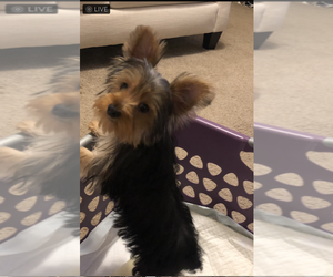 Yorkshire Terrier Puppy for sale in SUMTER, SC, USA
