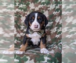 Small Photo #2 Greater Swiss Mountain Dog Puppy For Sale in CHRISTIANA, PA, USA