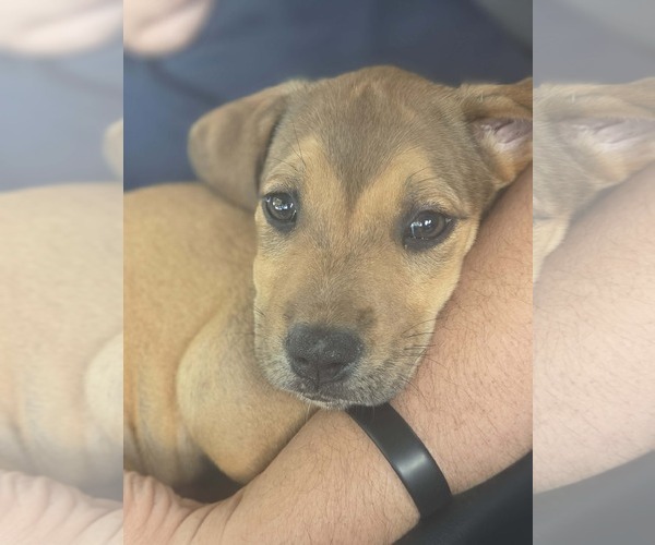 Medium Photo #1 Beagle-Unknown Mix Puppy For Sale in Sanford, FL, USA
