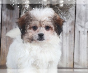 Miniature Australian Shepherd Puppy for sale in MOUNT VERNON, OH, USA