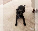 Small #4 Chihuahua Mix