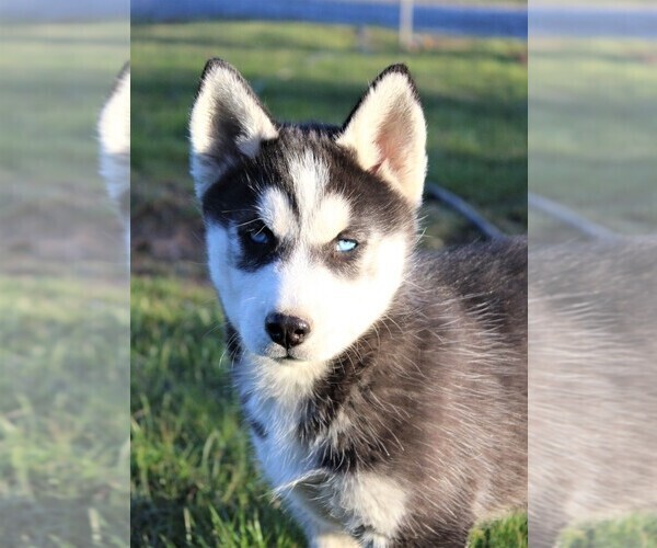 Medium Photo #8 Siberian Husky Puppy For Sale in STEVENS, PA, USA