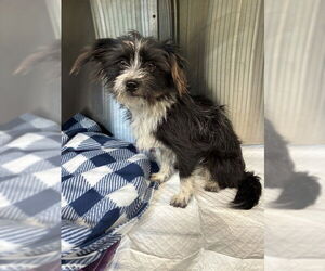 Mutt Dogs for adoption in Pearland, TX, USA