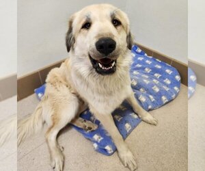 Great Pyrenees-Unknown Mix Dogs for adoption in Kanab, UT, USA