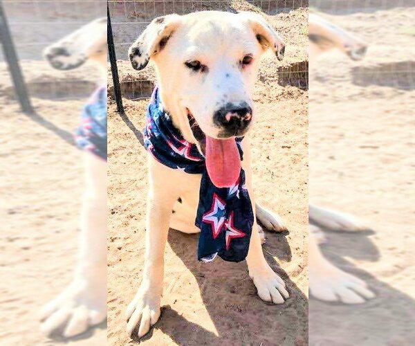Medium Photo #3 Catahoula Leopard Dog-Labrador Retriever Mix Puppy For Sale in Pena Blanca, NM, USA