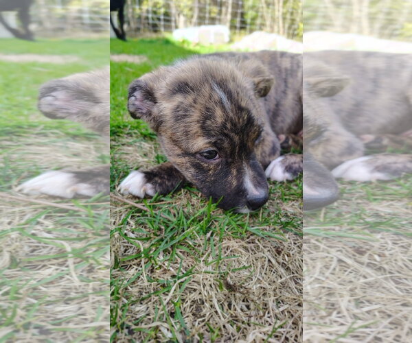 Medium Photo #3 Mutt Puppy For Sale in New London, WI, USA