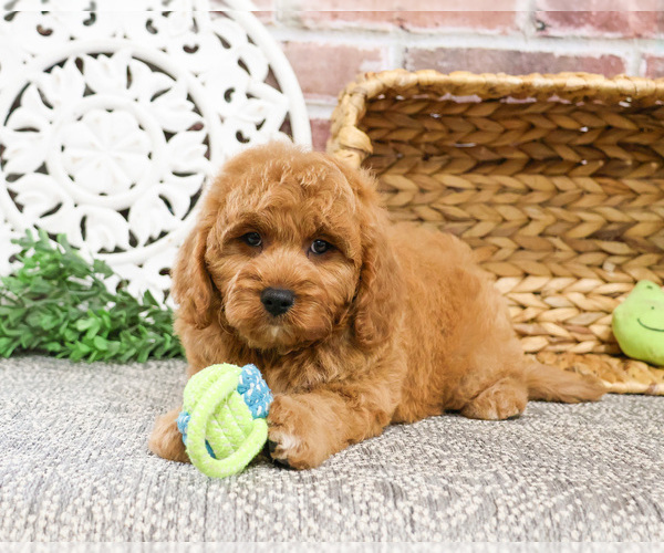 Medium Photo #8 Goldendoodle-Poodle (Toy) Mix Puppy For Sale in SYRACUSE, IN, USA