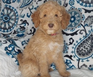 Poodle (Standard) Puppy for Sale in ELKTON, Kentucky USA