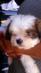 Shih Tzu Puppy for sale in LAKEWOOD, CA, USA