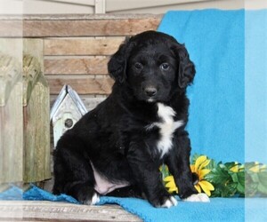 Australian Shepherd-Goldendoodle Mix Puppy for sale in HOLTWOOD, PA, USA