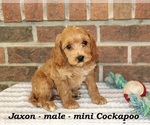 Small Cockapoo