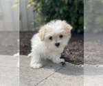 Small Maltipoo