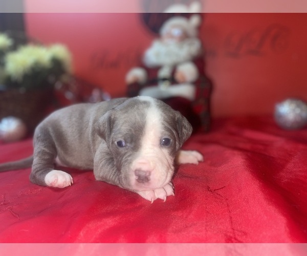 Medium Photo #3 American Pit Bull Terrier Puppy For Sale in TRENTON, NJ, USA
