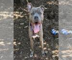 Small American Pit Bull Terrier