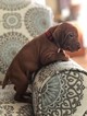Small Photo #1 Vizsla Puppy For Sale in OAK RIDGE N, TX, USA