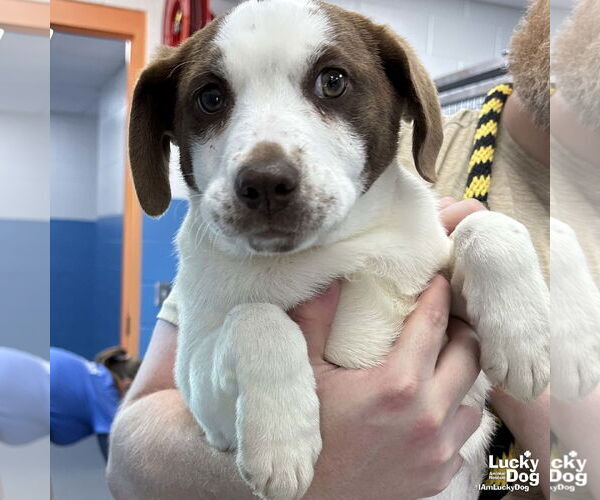 Medium Photo #2 Mutt Puppy For Sale in Washington, DC, USA