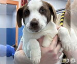 Small #1 Mutt