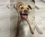 Small #15 American Staffordshire Terrier Mix