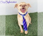 Sylvester - Male Chihuahua-Unknown Mix Dog for Adoption - Small photo